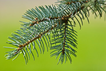 Fur-tree branch