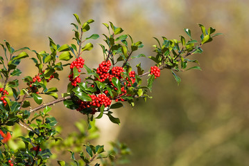 Holly with Berries