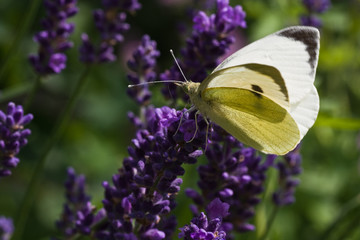 White Butterfly on lavender flowers