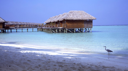meeru island