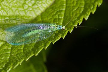 Lacewings sitting