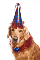 Holiday golden retriever on white
