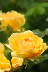 Yellow rose with water drops