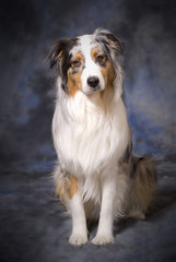 Fototapeta premium Purebred Australian Shepherd - Blue Merle