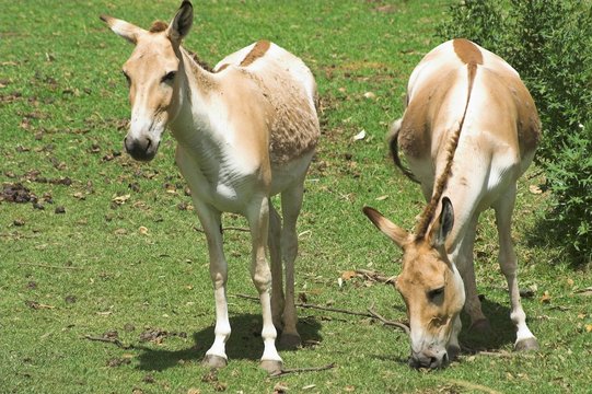 Wild Asses