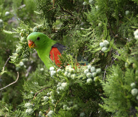 Red-winged parrot alone