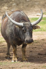 Asian water buffalo