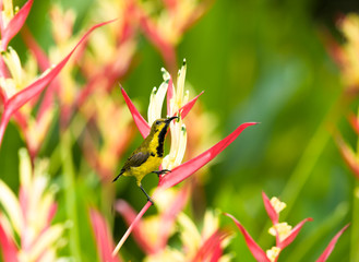 Among Dense Flowers
