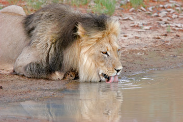 Male African lion (Panthera leo), Kalahari, South Africa