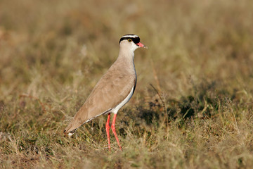 Crowned plover (Vanellus coronatus), Etosha N/P, Namibia