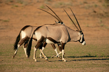 Gemsbok antelopes (Oryx gazella), Kalahari, South Africa