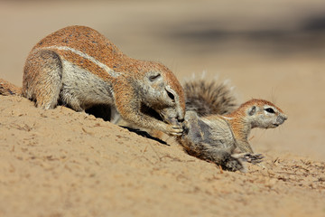 Ground squirrels (Xerus inaurus), Kalahari desert, South Africa