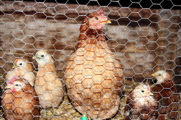 poule et poussins © Bruno Herold