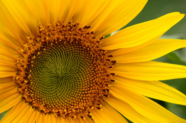 Yellow sunflower close up