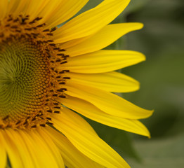 Yellow sunflower on green