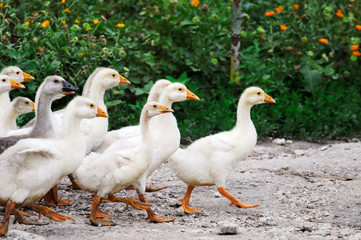 goslings
