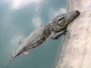 Crocodile, coming to the surface