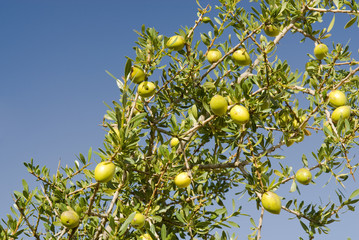 Argan nuts