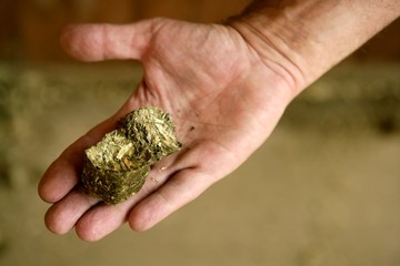 Human male hand with dry alfalfa, horses food, granary, barn.