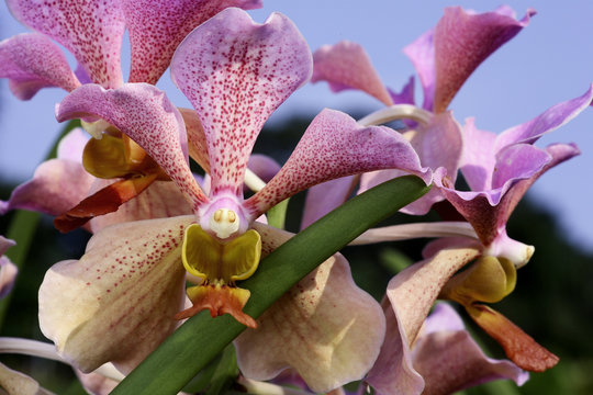 Orchid&eacute;e Vanda 'Roberta Chun'.
