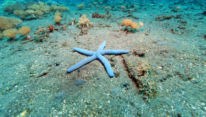 blue starfish