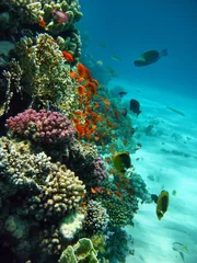 Plexiglas foto achterwand koraalrif © Hennie Kissling