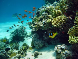 Fensteraufkleber Korallenriff © Hennie Kissling