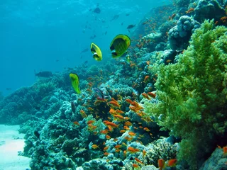 Zelfklevend Fotobehang koraalrif © Hennie Kissling