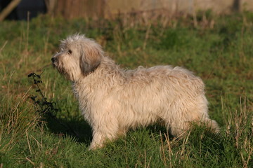 nizinny de profil dans une pâture