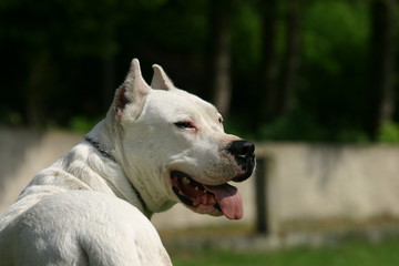 Obraz premium dogue d'Argentine qui tourne la tête