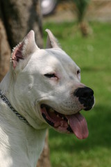 Obraz premium portrait de dogue d'Argentine au soleil