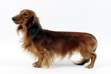 teckel &agrave; poil long de profil