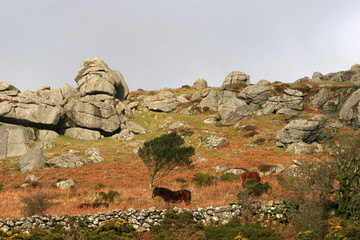 Dartmoor with wild ponies