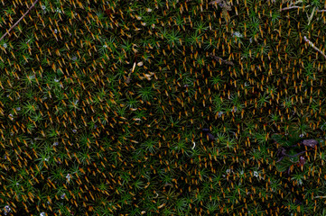 Moss when flowers