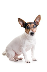 jack russel terrier