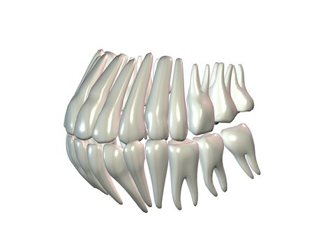 dentition dents