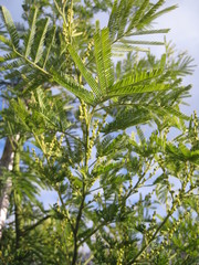 Obraz premium Mimosa