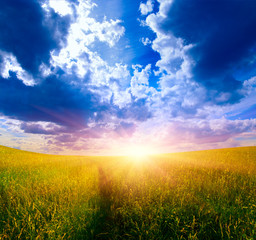 field of grass and sunset