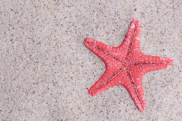 Starfish on sandy background