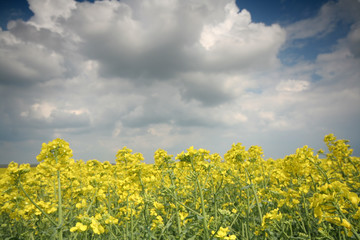 Rape filed with beautiful sky