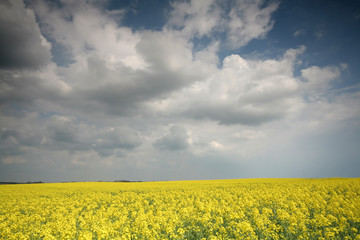 Obraz premium Rape filed with beautiful sky