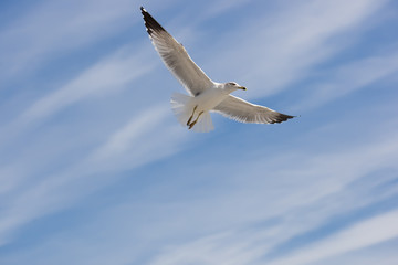 Fototapeta na wymiar seagull on the sky