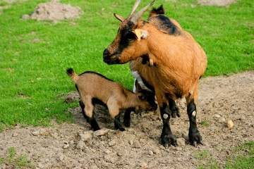 Famille chèvre