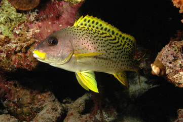 Sweetlips