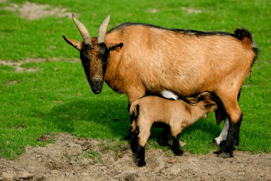 La t&eacute;t&eacute;e du chevreau
