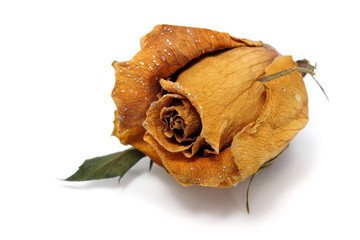 Withered Rose