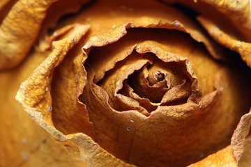 Fototapeta premium Withered Rose