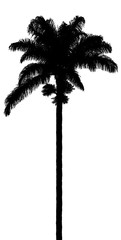 silhouette de palmier royal sur fond blanc © Unclesam
