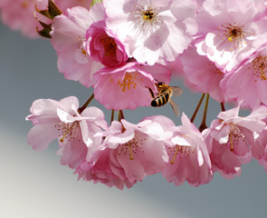 Cherry blossoms with bee
