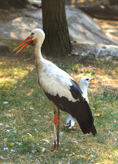 Stork